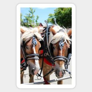 Working Horses at Solvang California Sticker